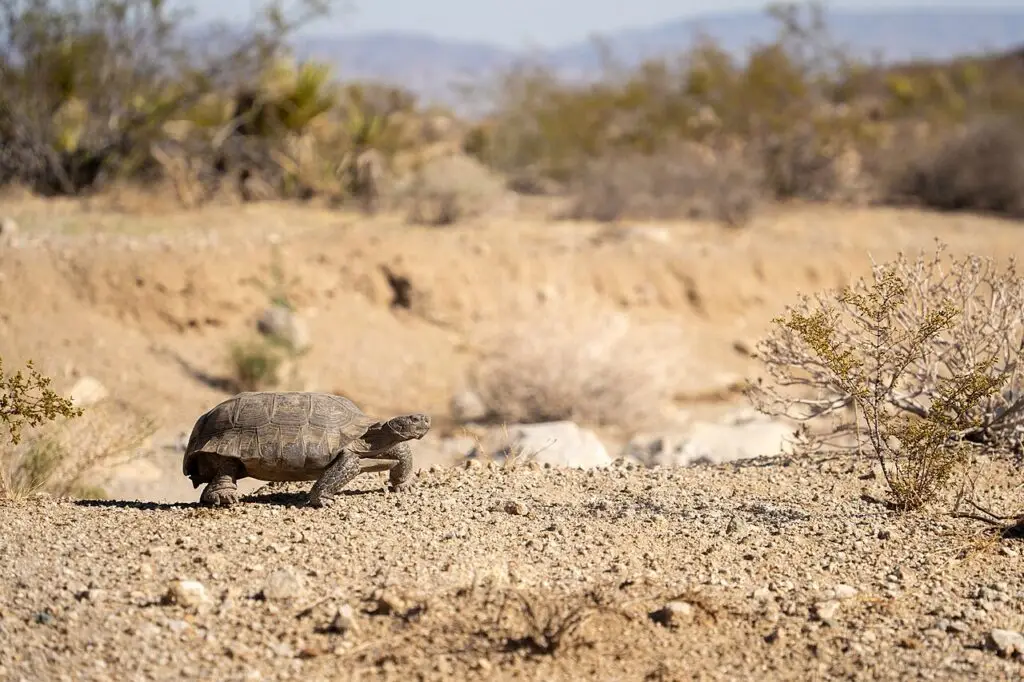A Mojave desert tortoise walks at the edge of a wash.