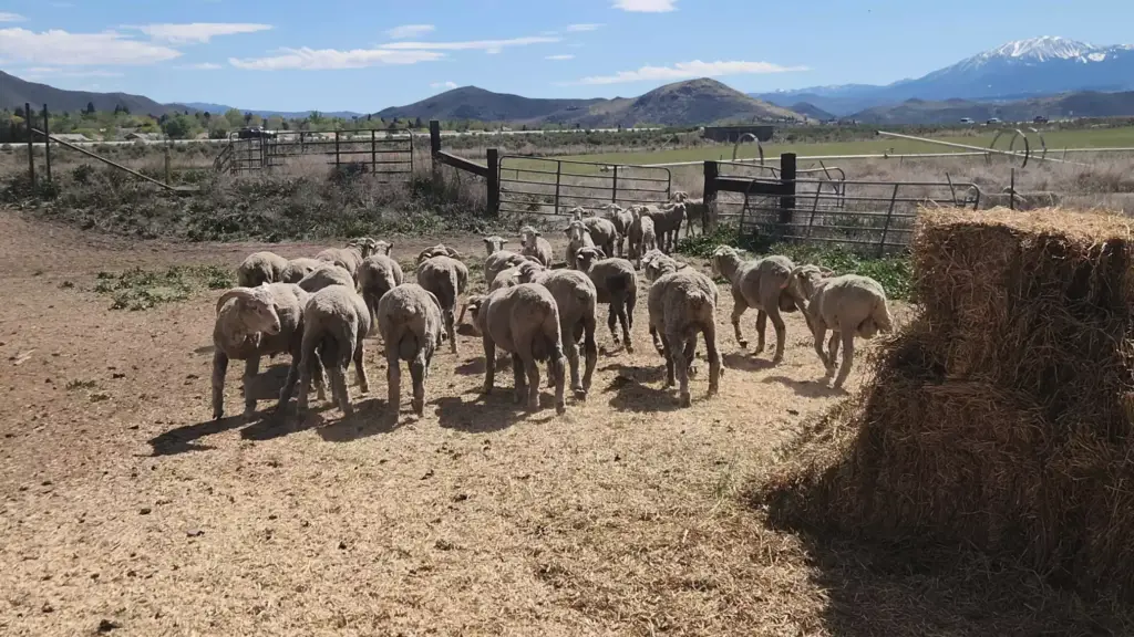 The sheep flock at the University of Nevada, Reno's Main Station Field Lab. Credit: Ally Ibarra/KUNR