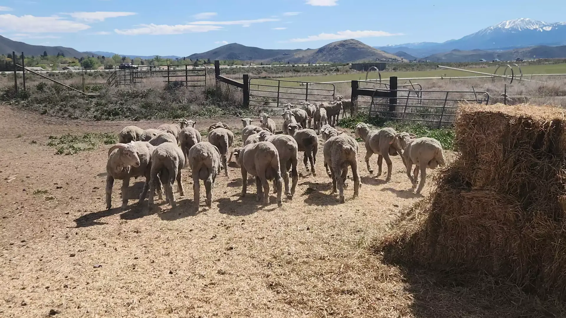 The sheep flock at the University of Nevada, Reno's Main Station Field Lab. Credit: Ally Ibarra/KUNR