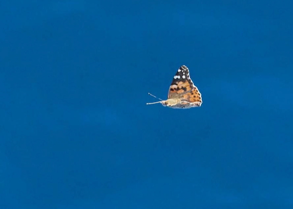 painted lady