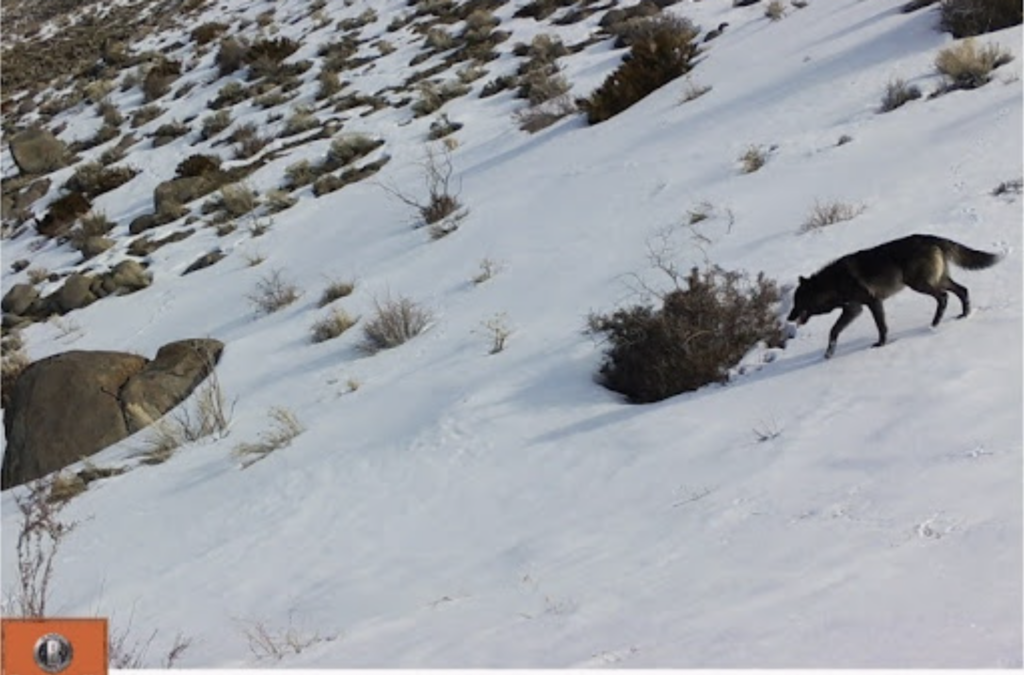 wolf on snow-covered hillside