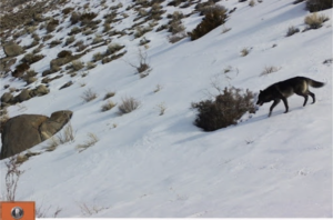 wolf on snow-covered hillside