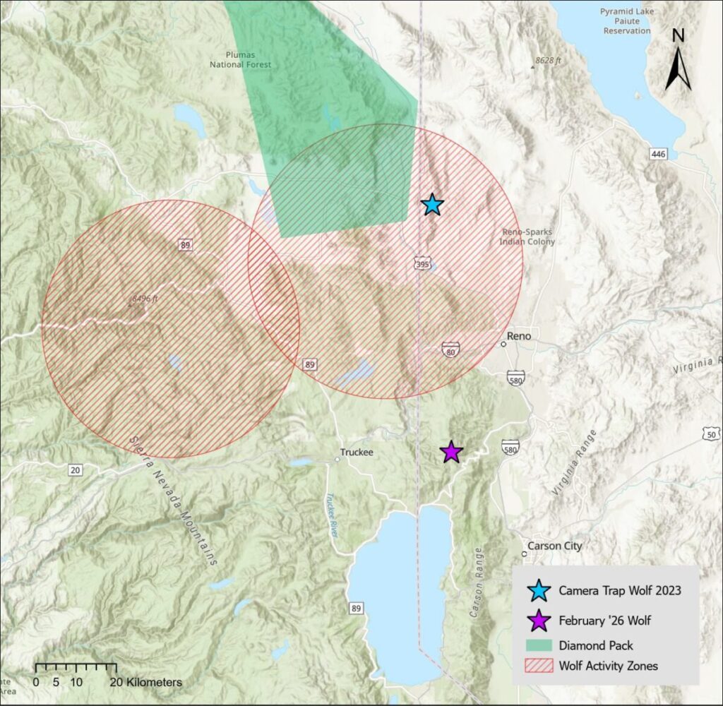 map showing recent wolf activity in the Truckee-Tahoe-Reno region