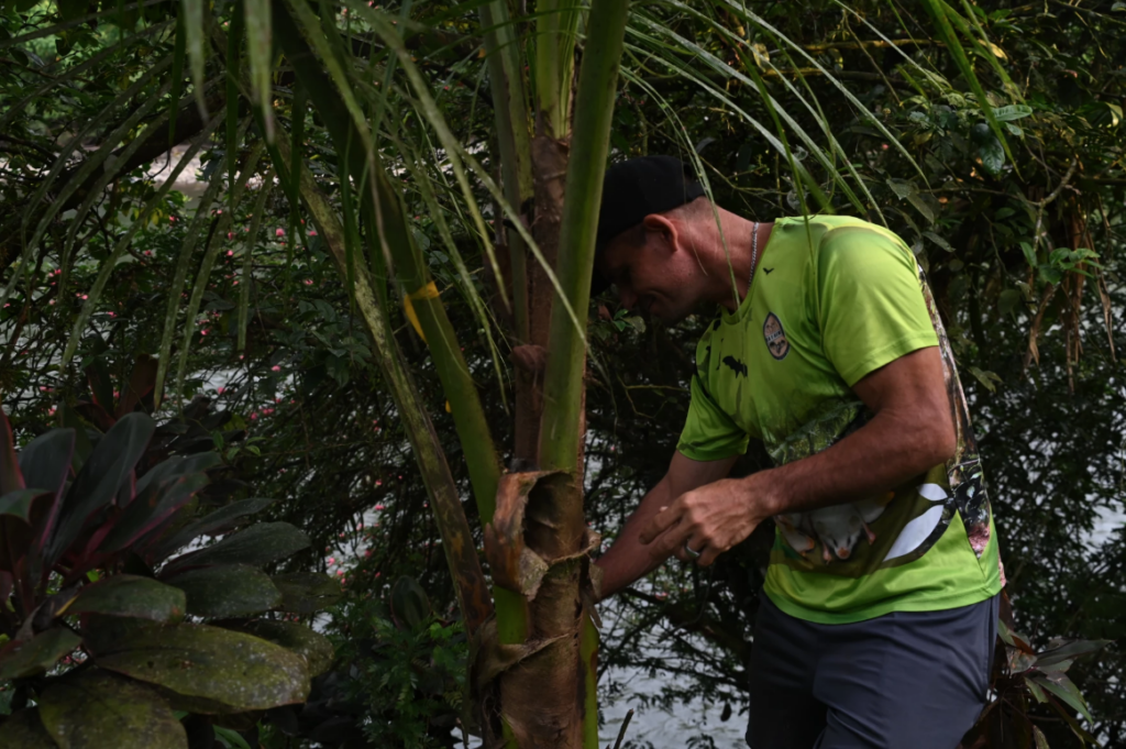 Henry Alfaro Lara tries to look for May Beetles on the stems and leaves of the plants by the Sarapiqui river
