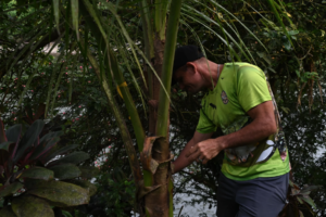 Henry Alfaro Lara tries to look for May Beetles on the stems and leaves of the plants by the Sarapiqui river