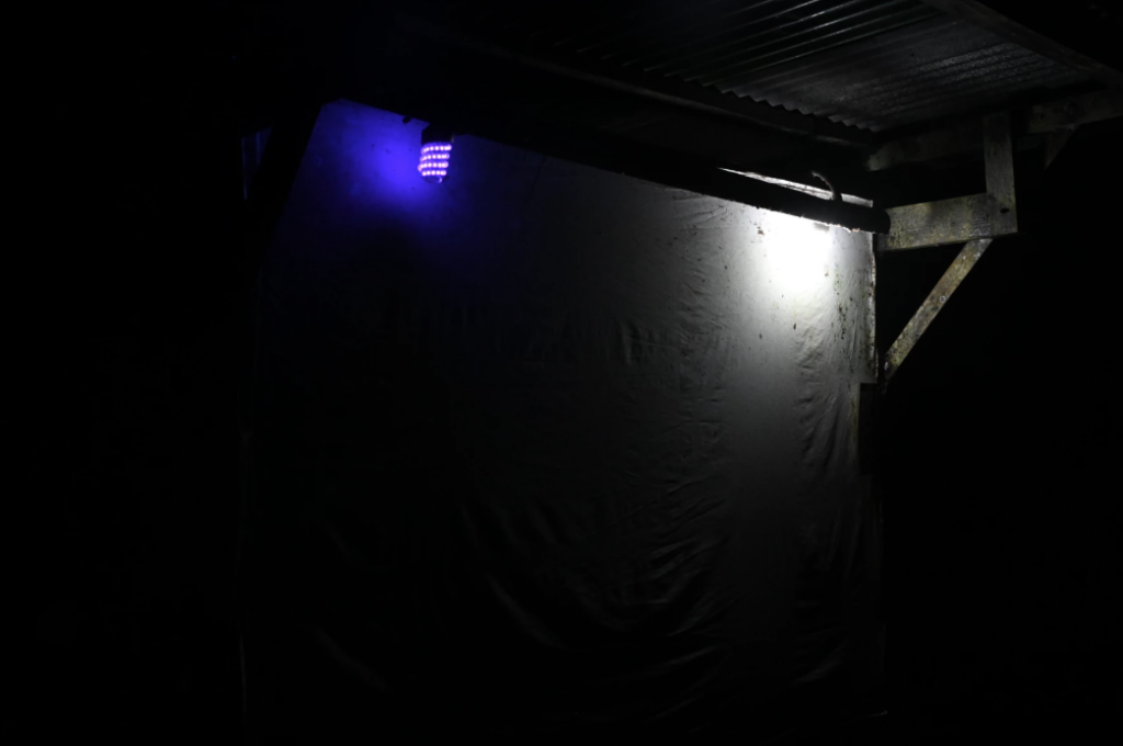 A light sheet in La Selva Research Station in Sarapiqui, Costa Rica used to be full of nocturnal species such as beetles and moths at night. However, it has become rare to spot a few insects crawling on the sheet recently.