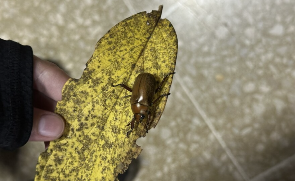 A brown beetle on a mottled yellow leaf at La Selva Research Station in costa rica