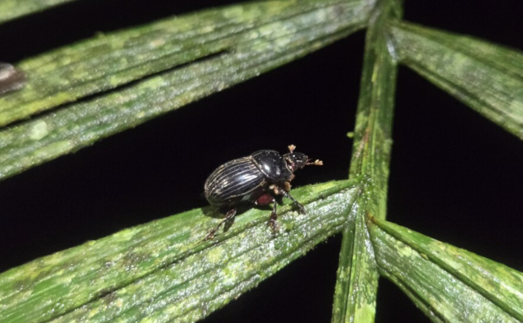 black beetle on green leaf