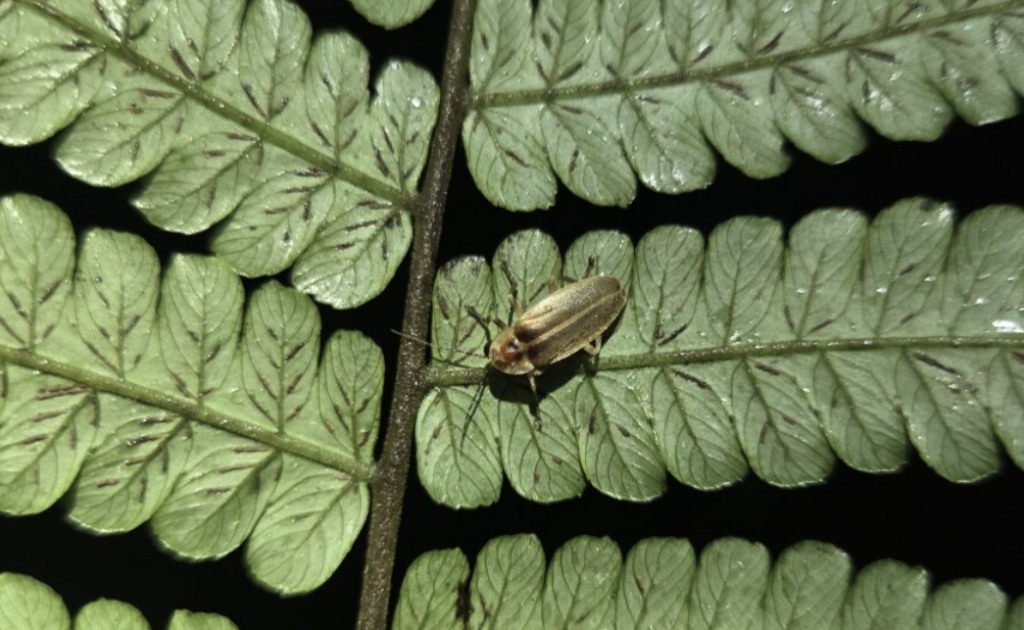 yellow beetle on underside of green leaf