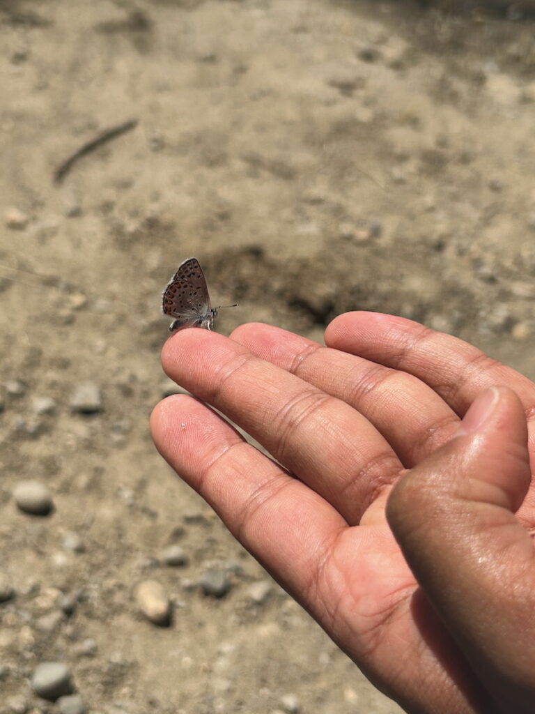 A blue butterfly rests in Peechatt's open hand after being caught and examined