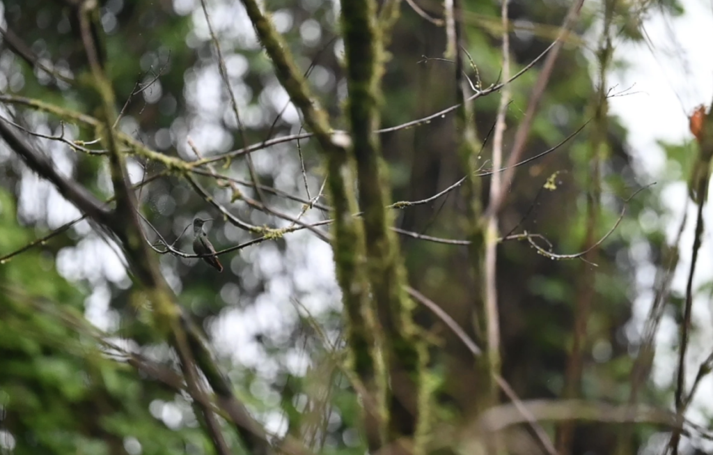 Hummingbird perched on a tree at La Selva biological station