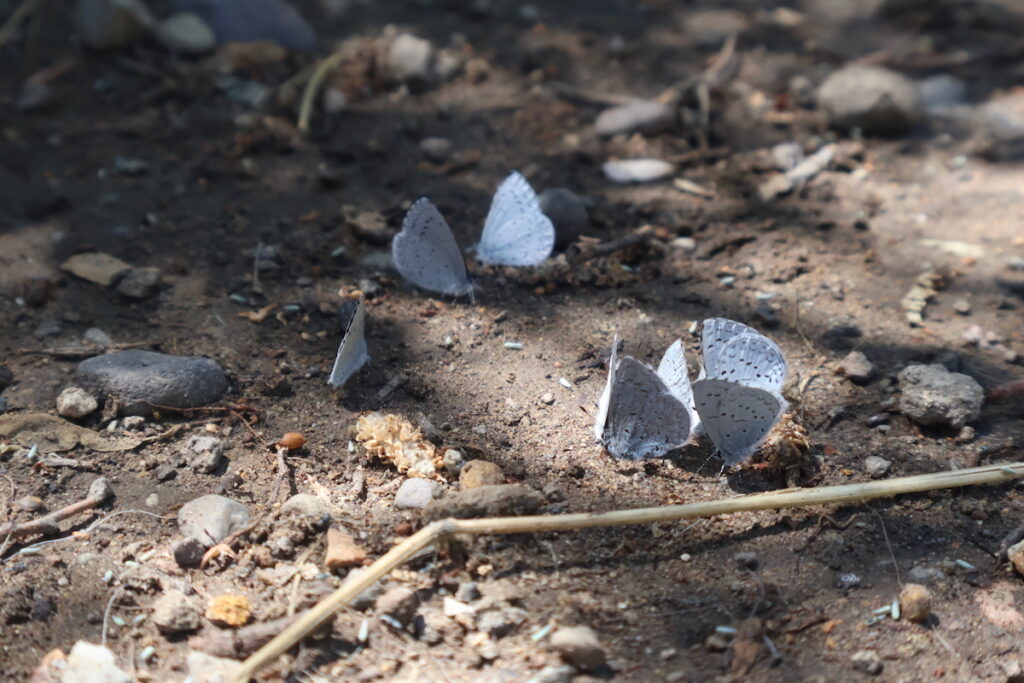 Sierra Nevada Blue butterflies, an abundant species in the area, gather to extract
electrolytes from the mud.