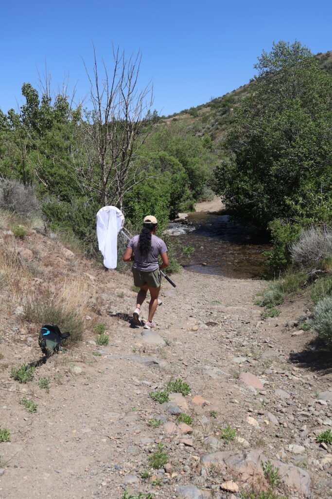 Peechatt chases after a butterfly with large net 
