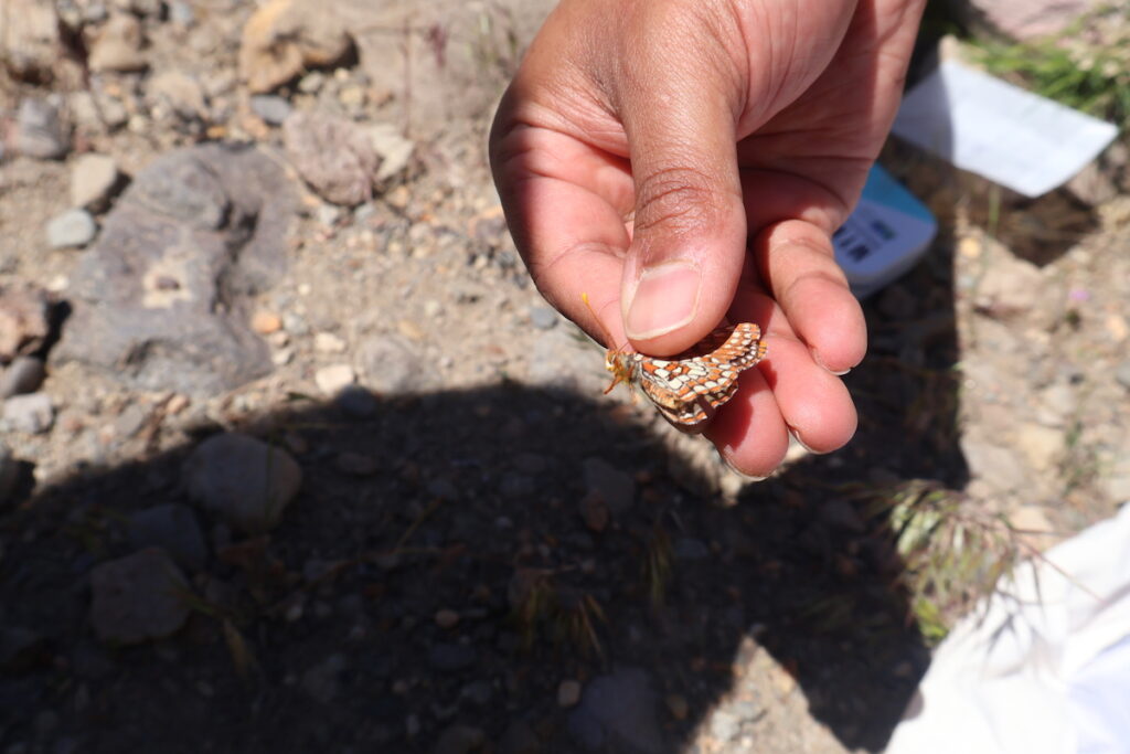 She carefully holds the Checkerspot between her thumb and pointer finger, identifying it as a
male. The butterfly has vibrant orange legs and antennae along with orange, white and black
patterned wings. 