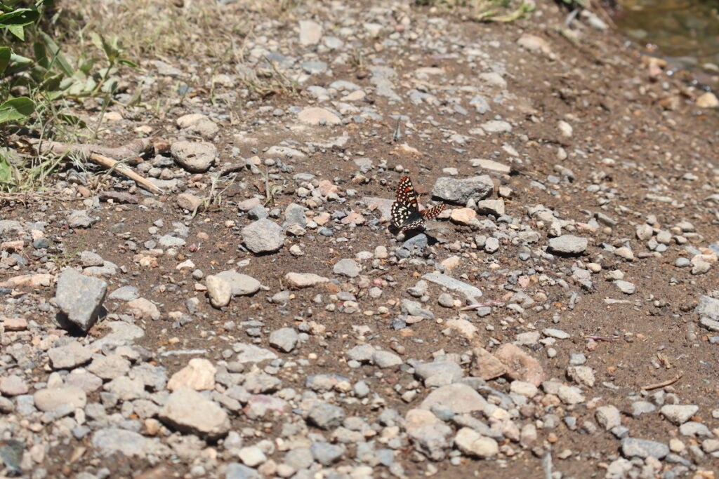 A male Checkerspot butterfly resting on a rock near the creek with its wings outstretched