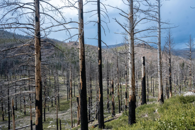 Dead Jeffrey pines overlook a burn scar in Thornburg Canyon, California