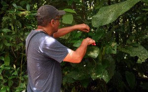 Humberto Garcia Lopez finds a caterpillar in a Costa Rican rainforest