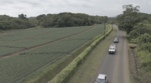 The Sarapiquí pineapple plantation