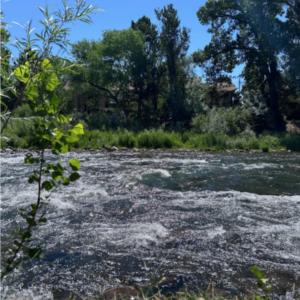 cottonwoods along the truckee river