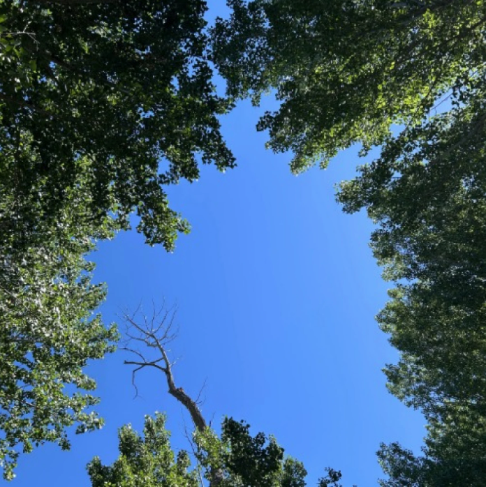 Oxbow Nature Study Area in Reno is dense with towering cottonwoods.