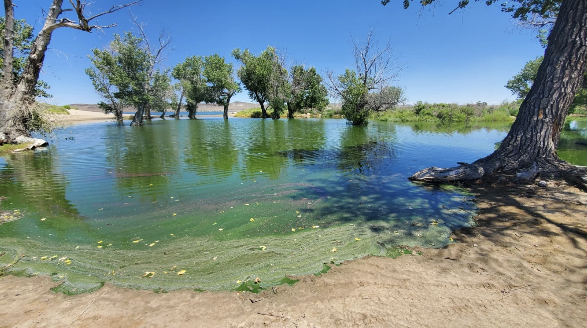 blue-green algae on the surface of lahontan reservoir in Nevada