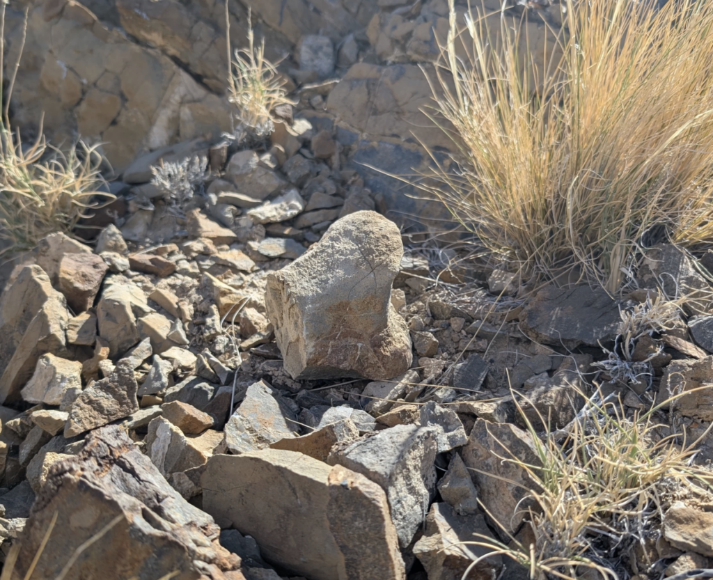 bone fragment sitting on rocks near dry grasses