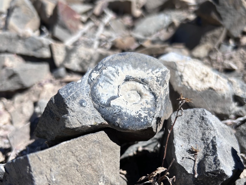 An ammonite fossil in the hills around Luning