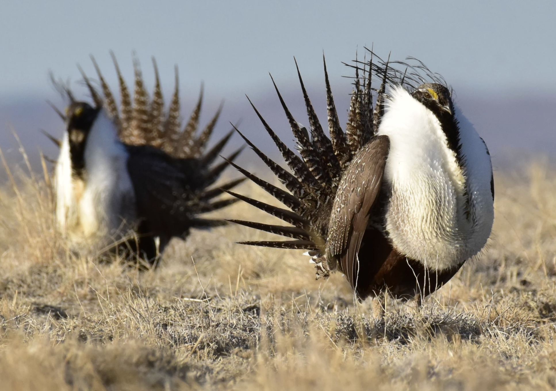 two sage grouse standing in dry grasses