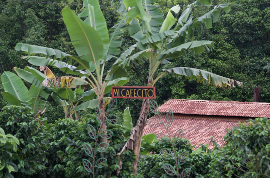 mi cafecito sign on banana tree in costa rica