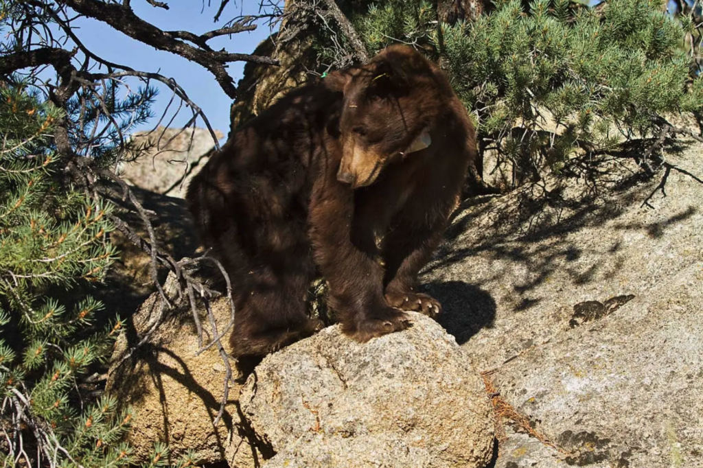 black bear stands on rock