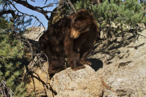 black bear stands on rock