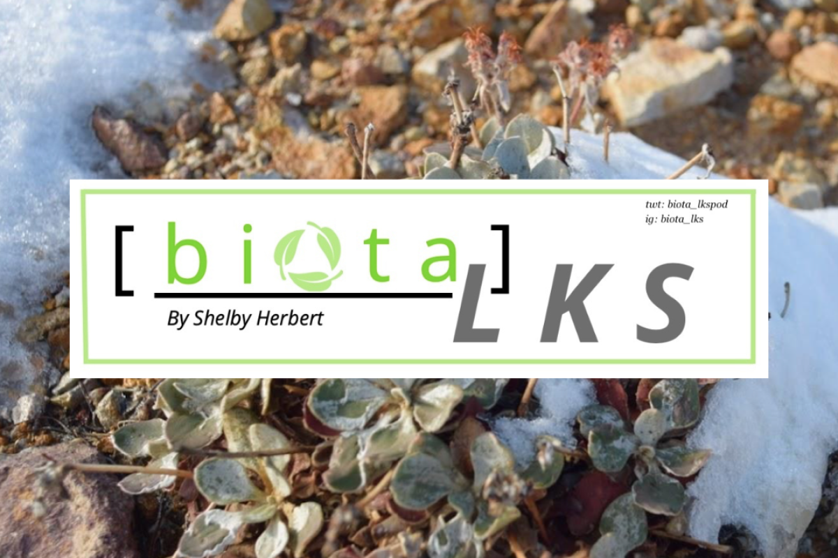 Biotalks podcast logo over photo of buckwheat